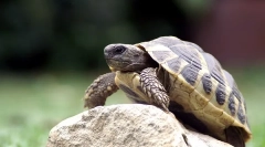 Уф-лампи для земельної черепахи, як вибрати, використовувати правила